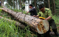 Bắt tạm giam 3 đối tượng phá hơn 10ha rừng ở Lâm Đồng