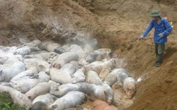 Ghi chép: Nông thôn khủng hoảng vì “bão” dịch tả lợn châu Phi