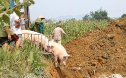 "Bão" dịch tả lợn châu Phi lây đang lan nhanh tại Phú Thọ