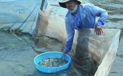 Mùa bắt cá rò giống bán 500 ngàn-1 triệu đồng/kg ở cửa biển Tư Hiền