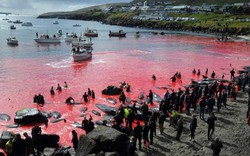 Thảm cảnh cá voi bị con người chém giết đỏ rực cả vùng biển ở châu Âu