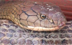 Loài rắn hổ mây Núi Cấm: Khi rình mồi im phăng phắc như chết