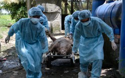 KHẨN: Cà Mau xuất hiện 2 ổ dịch tả lợn châu Phi sau 7 tỉnh miền Tây