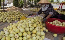 Kiên Giang: Mùa khô kéo dài, dưa lê ngọt lừ, cứ 1 công lời 25 triệu