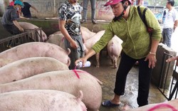 Giá heo hơi thấp nhất trong 2 năm; Kiên Giang nhập 10 xe lợn/ngày vì thiếu hụt