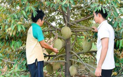 Vùng đất cây sầu riêng thấp tè trái đầy cành, cứ 1 cây thu 1 triệu
