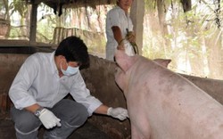 MỚI: Tiền Giang phát hiện đàn heo nghi mắc dịch tả lợn châu Phi