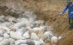 TT-Huế: Dịch tả lợn châu Phi lan chóng mặt, 530 hộ có lợn mắc dịch