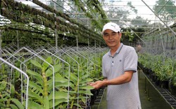 Lạc vào trang trại phong lan tiền tỷ giữa vùng cà phê Lâm Đồng