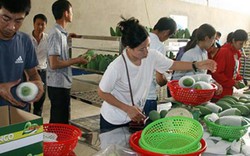 Xoài đặc sản Sơn La chinh phục thị trường Anh, Mỹ