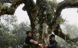 Phát lộ rừng chè cổ thụ, có cây 2 người ôm không xuể ở Yên Bái