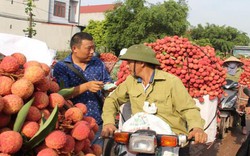 Đang có 200 thương nhân Trung Quốc mua vải thiều ở Bắc Giang