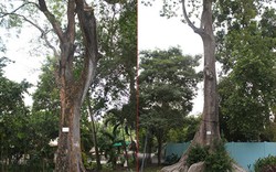 Chuyện về vườn thú 155 tuổi: Ly kỳ những “cụ” cây cao tuổi quý hiếm