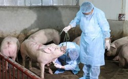 Tin mới nhất về dịch tả lợn: 52 tỉnh có dịch, tiêu hủy 2,2 triệu con