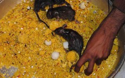 Độc đáo đền thờ hơn 25.000 con chuột được cung phụng như "Ông hoàng"