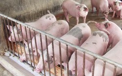 Tin mới nhận: Đà Nẵng chính thức xuất hiện dịch tả lợn châu Phi
