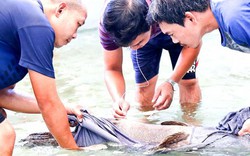 Khám phá nơi nuôi loài cá song vua đặc sản, mỗi con nặng 30-60 kg