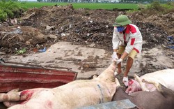 Vẫn hỗ trợ lợn dịch bị tiêu hủy bằng 80% giá thị trường và theo cân