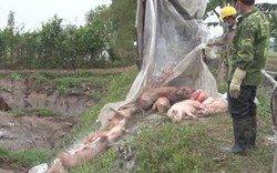 Nhiều tỉnh "phát sốt" về con số thiệt hại do dịch tả lợn châu Phi