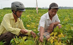 Quảng Nam: Huyện Đại Lộc đột phá về hạ tầng, làm mô hình sản xuất