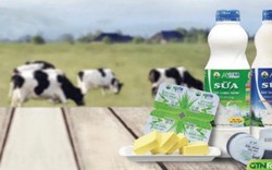 Vinamilk “thâu tóm” thành công 38% vốn của ông chủ Sữa Mộc Châu