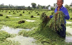 LẠ MÀ HAY: Chổng gốc lên trời mà loài rau này vẫn tốt vù vù