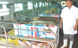TP.HCM: Dịch tả heo châu Phi vây tứ phía, lo cho 2.000 hộ nuôi lợn