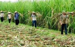 Đường Thái Lan được trợ giá 3.000 đồng/kg, người trồng mía Việt Nam khốn đốn