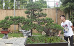 Doanh nhân Việt chi tiền tỷ mua “vua bonsai” từ Nhật về ngắm