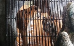 Hổ cắn đứt tay ở Bình Dương: Cần bộ quy chuẩn về nuôi nhốt thú dữ