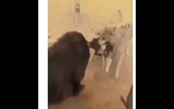 Video: Chó ngao Tây Tạng đơn độc tranh mồi giữa bầy sói vây quanh