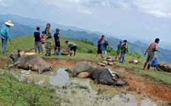 Lạng Sơn: Một hộ dân có 9 con trâu bị sét đánh chết, mất 200 triệu