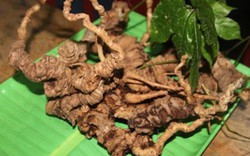 Việt  Nam có nhiều giống thảo dược quý, loại nào loại nấy “hái ra tiền”