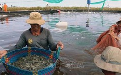 Kiên Giang: Làm bể lót bạt nuôi tôm thẻ dày đặc, dân trúng lớn