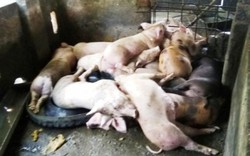 Huế: Chủ tịch các huyện phải chịu trách nhiệm việc dịch tả lợn lan rộng