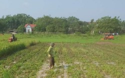 Phú Thọ: Thực hư việc xã thuê máy, bừa nát ruộng lúa sắp thu hoạch?