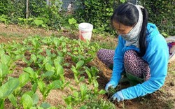 Chỉ trồng hơn 1.000m2 rau xanh, mỗi tháng “bỏ túi” 7 triệu đồng