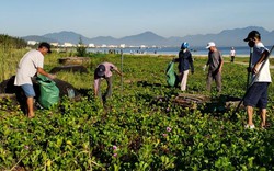 Nông dân Đà Nẵng cùng nhau ra nhặt rác, dọn dẹp bãi biển