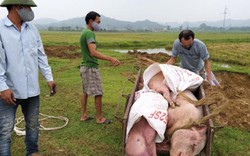 Lúng túng vì dịch tả lợn châu Phi bùng phát, nhiều tỉnh “kêu cứu”