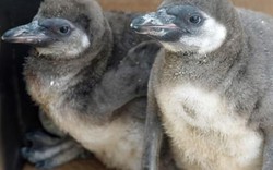 Cặp đôi chim cánh cụt nổi điên, giết chết đồng loại vì mất con