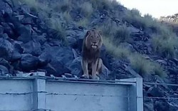 Lộ diện 14 con sư tử sổng chuồng, lang thang ngoài đường ở Nam Phi
