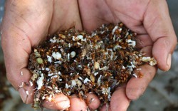 Ở vùng chảo lửa, đặc sản nổi tiếng nhất là muối kiến vàng Krông Pa
