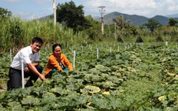 Nông dân Ninh Hòa an cư, lạc nghiệp nhờ vốn Agribank