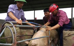 Đáng tiếc: Giá heo hơi tăng vọt, nhiều hộ đã chết sạch cả đàn