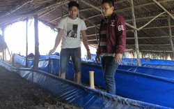 Kiên Giang: Bỏ công ty nước ngoài, trai đẹp họ Hứa về nuôi giun