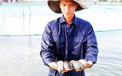 Khánh Hòa: Nuôi "thần dược" của biển cả, bán hàng trăm đô 1 ký