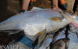 Trúng đậm mùa cá sặc bùn trên sông Đà, cá to nhiều vô kể