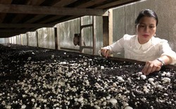 Dân Hà Nội sành ăn nấm Mỡ Đà Lạt sản xuất bằng công nghệ Canada