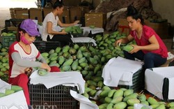 Mới gần nửa năm, Sơn La đã xuất khẩu gần 8.700 tấn trái cây