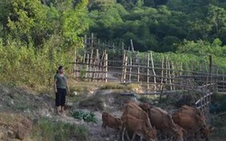 Nghệ An: Cuộc sống đổi thay của hộ nghèo dân tộc thiểu số miền núi